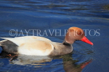 UK, LONDON, Hyde Park, Serpentine lake, Red Crested Pochard Duck, UK27629JPL