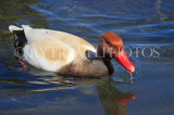 UK, LONDON, Hyde Park, Serpentine lake, Red Crested Pochard Duck, UK27630JPL