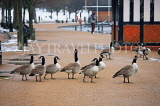 UK, LONDON, Hyde Park, Serpentine lake, Winter scene and Geese, UK17663JPL