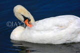 UK, LONDON, Hyde Park, The Serpentine lake and swan grooming its feathers, UK10079JPL