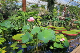 UK, LONDON, Kew Gardens, Princess of Wales Conservatory, Lily Pond, Lotus, UK30039JPL