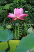 UK, LONDON, Kew Gardens, Princess of Wales Conservatory, Lily Pond, Lotus, UK30040JPL