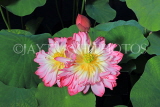 UK, LONDON, Kew Gardens, Princess of Wales Conservatory, Lily Pond, Water Lily, UK30043JPL