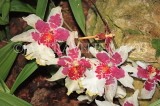 UK, LONDON, Kew Gardens, Princess of Wales Conservatory, Orchids, Miltonia, UK1394JPL