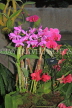UK, LONDON, Kew Gardens, Princess of Wales Conservatory, Orchids, UK1393JPL
