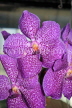 UK, LONDON, Kew Gardens, Princess of Wales Conservatory, Orchids, Vanda, UK1388JPL