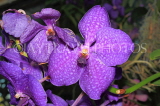 UK, LONDON, Kew Gardens, Princess of Wales Conservatory, Orchids, Vanda, UK1389JPL