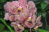 UK, LONDON, Kew Gardens, Princess of Wales Conservatory, Orchids, Vanda, UK1390JPL