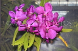 UK, LONDON, Kew Gardens, Princess of Wales Conservatory, Orchids, Vanda, UK1391JPL