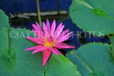UK, LONDON, Kew Gardens, Princess of Wales Conservatory, Water Lily, UK1366JPL