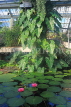 UK, LONDON, Kew Gardens, Princess of Wales Conservatory, Water Lily pond, tropical, UK1365JPL