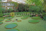 UK, LONDON, Kew Gardens, Waterlily House, Amaranthus flowers, interior, UK1322JPL