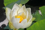 UK, LONDON, Kew Gardens, Waterlily House, Lotus flower, UK30066JPL