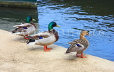 UK, LONDON, Kingston Upon Thames, Thames riverside, Mallard Ducks, UK19446JPL