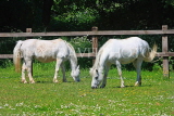 UK, LONDON, Lea Valley Regional Park, Walthamstow Marshes, horses grazing by the Riding Centre, UK14844JPL