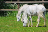 UK, LONDON, Lea Valley Regional Park, Walthamstow Marshes, horses grazing by the Riding Centre, UK14850JPL