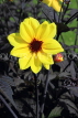 UK, LONDON, Morden Hall Park, yellow Dahlia flower, UK41168JPL