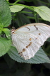 UK, LONDON, Natural History Museum, Butterfly House, White Morpho, Central & South America, UK41711JPL