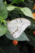 UK, LONDON, Natural History Museum, Butterfly House, White Morpho, Central & South America, UK41712JPL