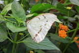 UK, LONDON, Natural History Museum, Butterfly House, White Morpho, Central & South America, UK41713JPL