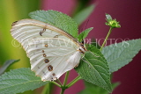 UK, LONDON, Natural History Museum, Butterfly House, White Morpho, Central & South America, UK41714JPL