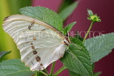 UK, LONDON, Natural History Museum, Butterfly House, White Morpho, Central & South America, UK41715JPL