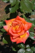 UK, LONDON, Putney, Bishop's Park, Rose Garden, orange Rose, UK14904JPL