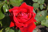 UK, LONDON, Putney, Bishop's Park, Rose Garden, red Rose, UK14896JPL