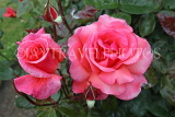 UK, LONDON, Regent's Park, Rose Garden, deep pink roses, UK8546JPL