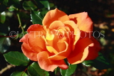 UK, LONDON, Regent's Park, Rose Garden, orange rose, UK9336JPL