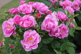 UK, LONDON, Regent's Park, Rose Garden, pink roses, UK8547JPL