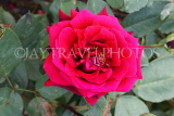 UK, LONDON, Regent's Park, Rose Garden, red rose, UK15522JPL