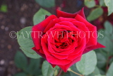 UK, LONDON, Regent's Park, Rose Garden, red rose, UK15523JPL