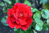 UK, LONDON, Regent's Park, Rose Garden, red rose, UK15525JPL