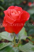 UK, LONDON, Regent's Park, Rose Garden, red rose, UK8539JPL