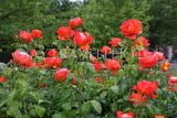 UK, LONDON, Regent's Park, Rose Garden, red rose bush, UK8537JPL
