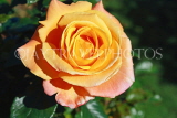 UK, LONDON, Regent's Park, Rose Garden, yellow rose, UK9335JPL