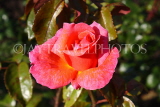 UK, LONDON, Regent's Park, Rose Gardens, deep pink rose, UK15043JPL
