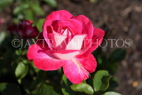 UK, LONDON, Regent's Park, Rose Gardens, deep pink rose, UK15143JPL
