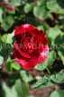 UK, LONDON, Regent's Park, Rose Gardens, deep red rose, UK15030JPL
