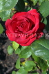 UK, LONDON, Regent's Park, Rose Gardens, deep red rose, UK15034JPL