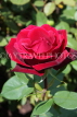 UK, LONDON, Regent's Park, Rose Gardens, deep red rose in full bloom, UK15181JPL