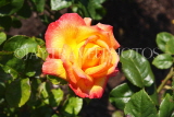UK, LONDON, Regent's Park, Rose Gardens, deep yellow and orange rose, UK15214JPL