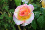 UK, LONDON, Regent's Park, Rose Gardens, multi coloured rose, UK29841JPL