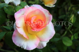 UK, LONDON, Regent's Park, Rose Gardens, multi coloured rose, UK29842JPL