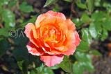 UK, LONDON, Regent's Park, Rose Gardens, orange and pink rose, UK15216JPL