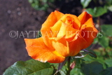 UK, LONDON, Regent's Park, Rose Gardens, orange rose, UK15023JPL