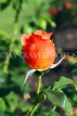 UK, LONDON, Regent's Park, Rose Gardens, orange rose bud, UK15048JPL