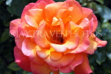 UK, LONDON, Regent's Park, Rose Gardens, pink and ornage rose in full bloom, UK15125JPL
