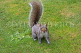 UK, LONDON, Regent's Park, Squirrel, UK14195JPL